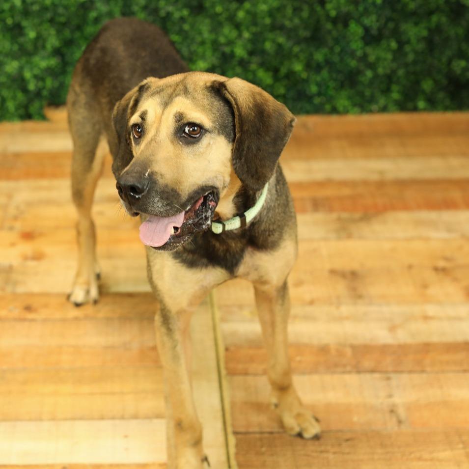 Enlarge Emmie, a Adoptable mixed breed in East Saint Louis, IL image 1/6