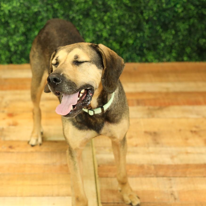 Enlarge Emmie, a Adoptable mixed breed in East Saint Louis, IL image 2/6