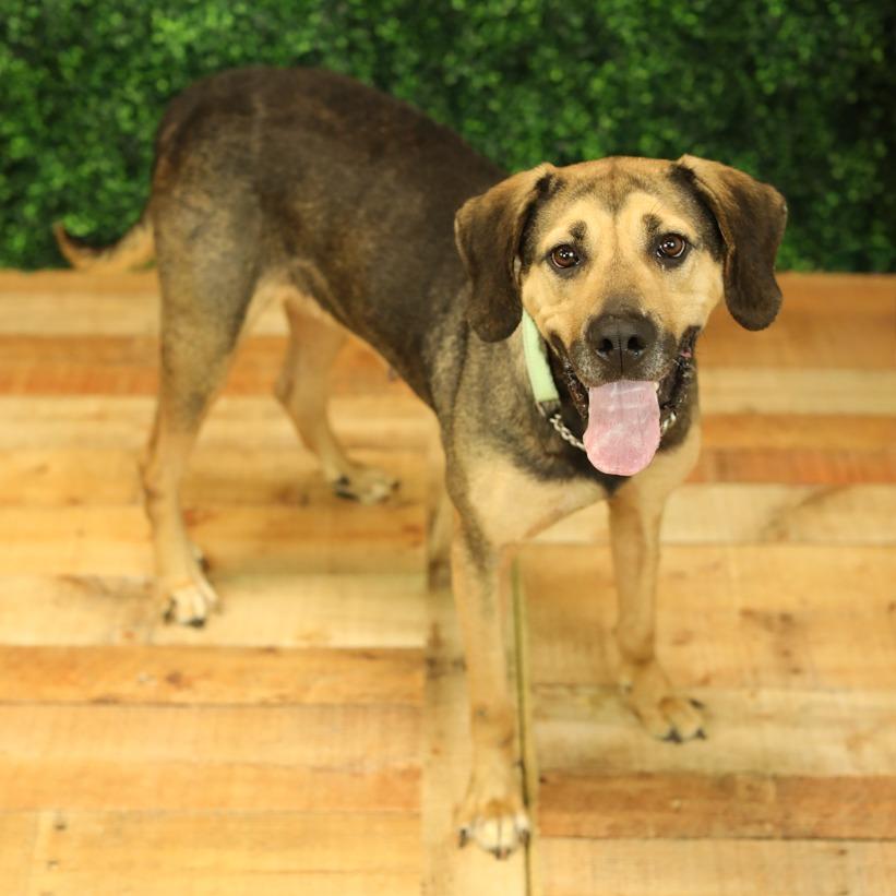 Enlarge Emmie, a Adoptable mixed breed in East Saint Louis, IL image 3/6