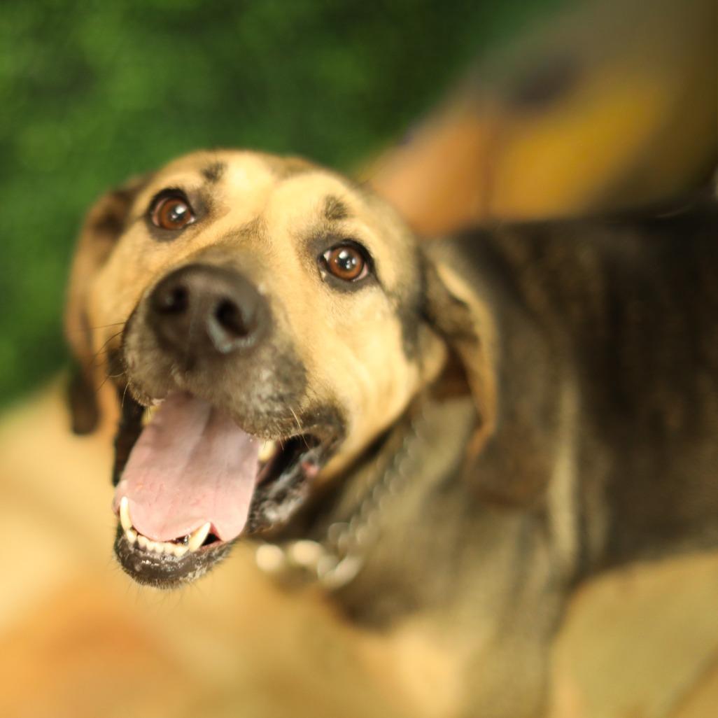 Enlarge Emmie, a Adoptable mixed breed in East Saint Louis, IL image 4/6
