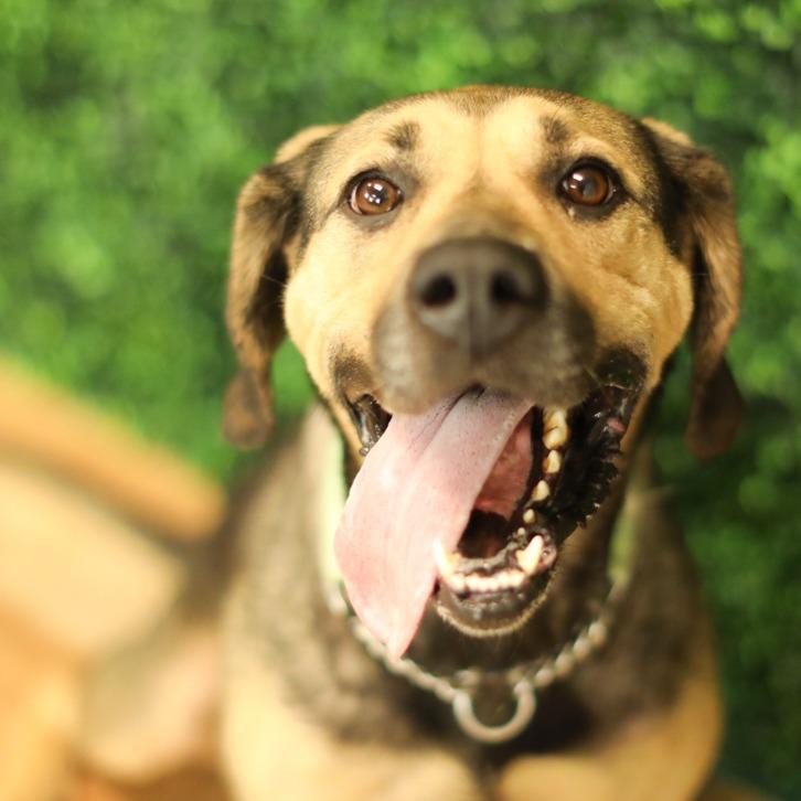 Enlarge Emmie, a Adoptable mixed breed in East Saint Louis, IL image 5/6
