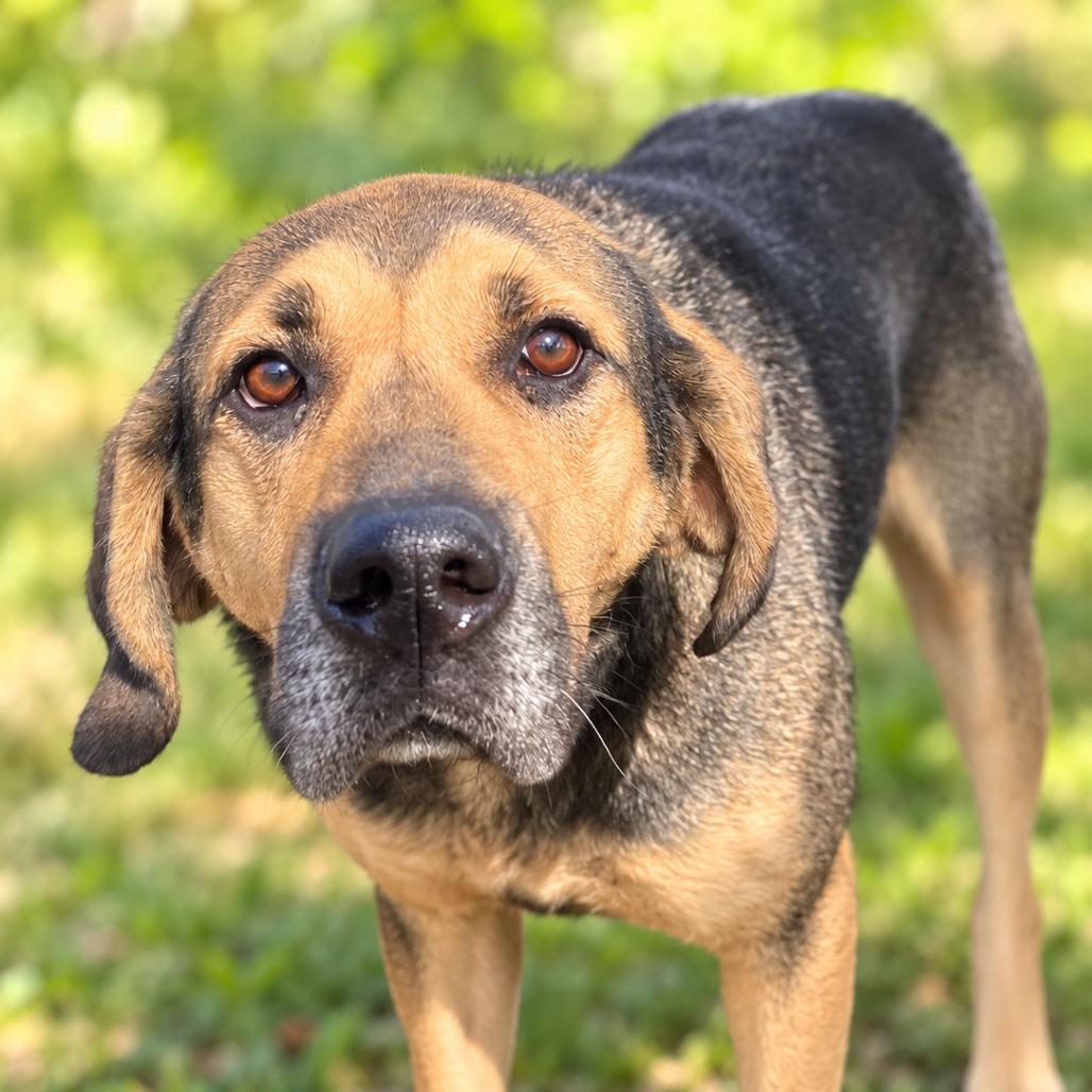 Enlarge Emmie, a Adoptable mixed breed in East Saint Louis, IL image 6/6