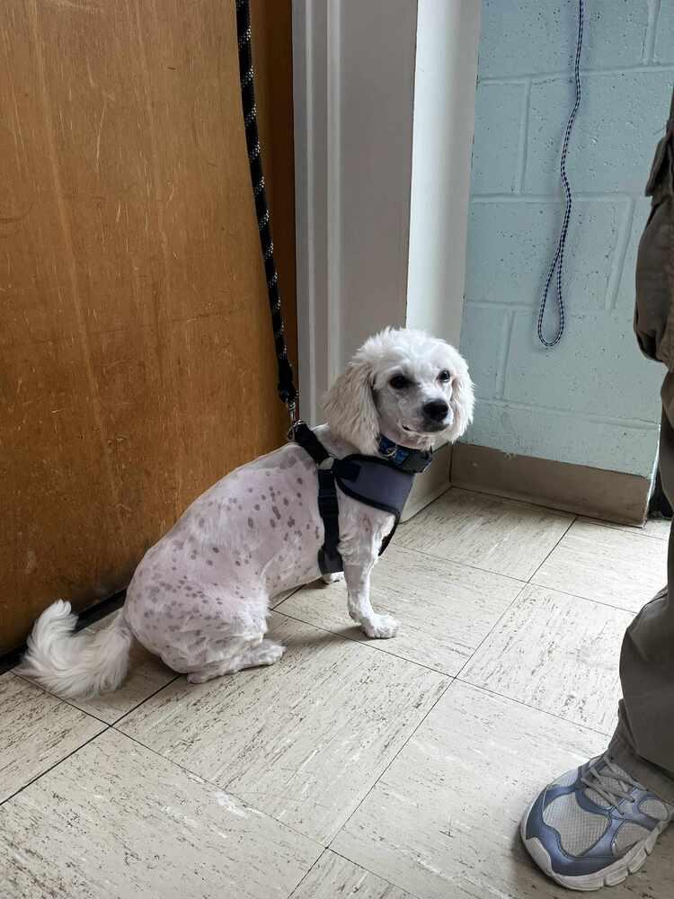 Albert, a Adoptable mixed breed in Denton, MD image 2/2