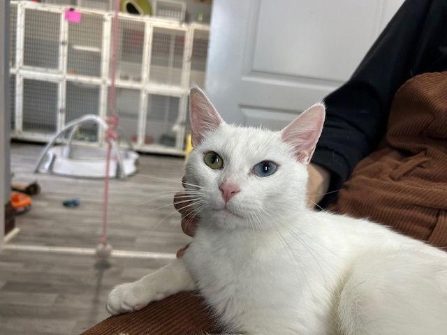 Lumina, Adoptable, Adult Female Domestic Short Hair.