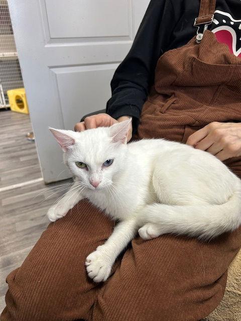 Lumina, Adopted, Adult Female Domestic Short Hair.