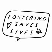 Enlarge Calling All Dog Lovers!!!!, a Adoptable mixed breed in Jupiter, FL image 2/5