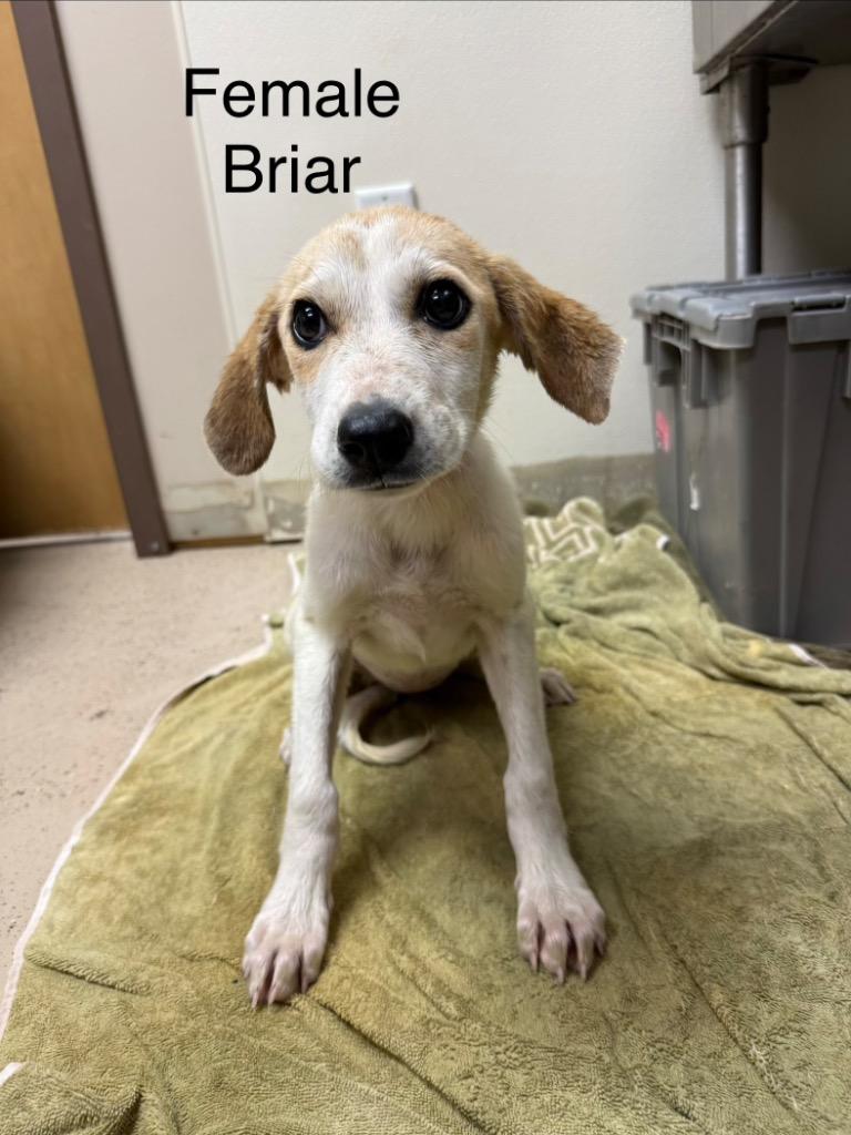 Briar, Adoptable, Puppy Female Hound.