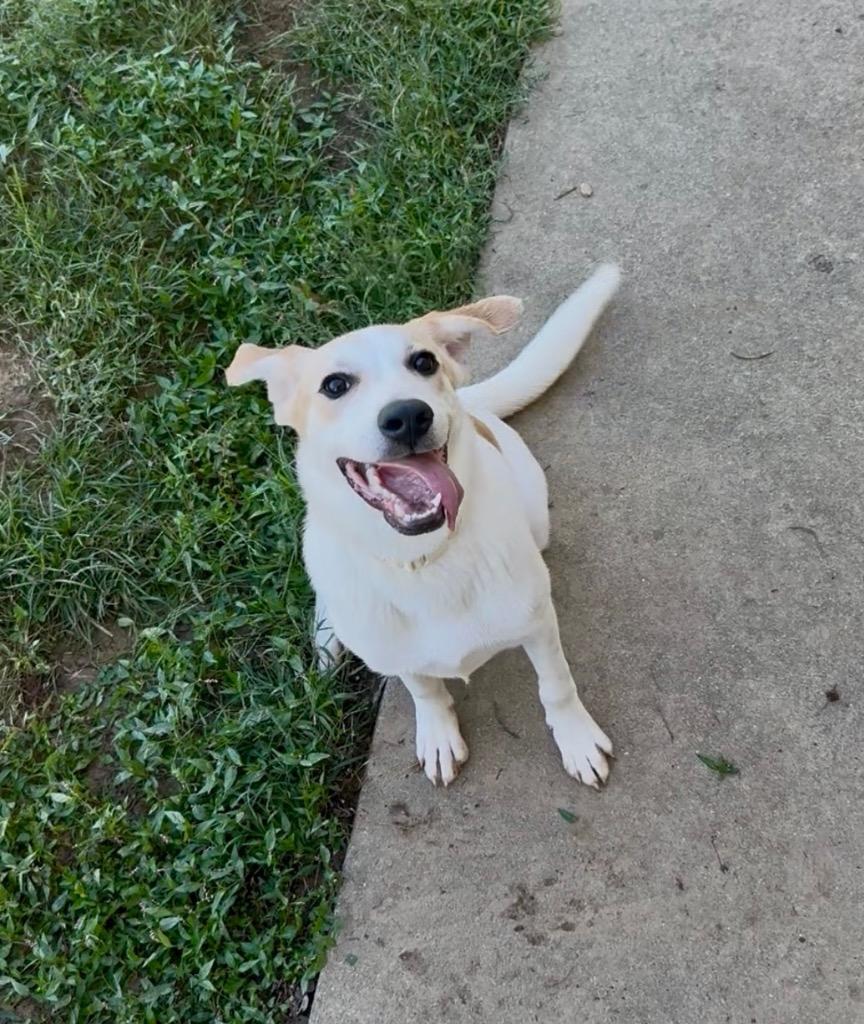 Enlarge Briar, a Adoptable mixed breed in West Union, OH image 2/2