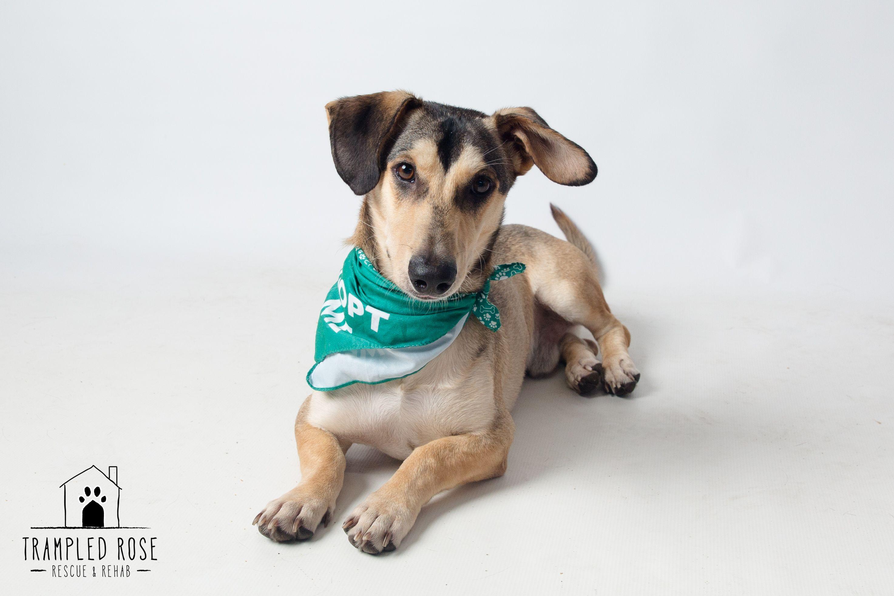 Rodger, a Adoptable mixed breed in New Orleans, LA image 1/6