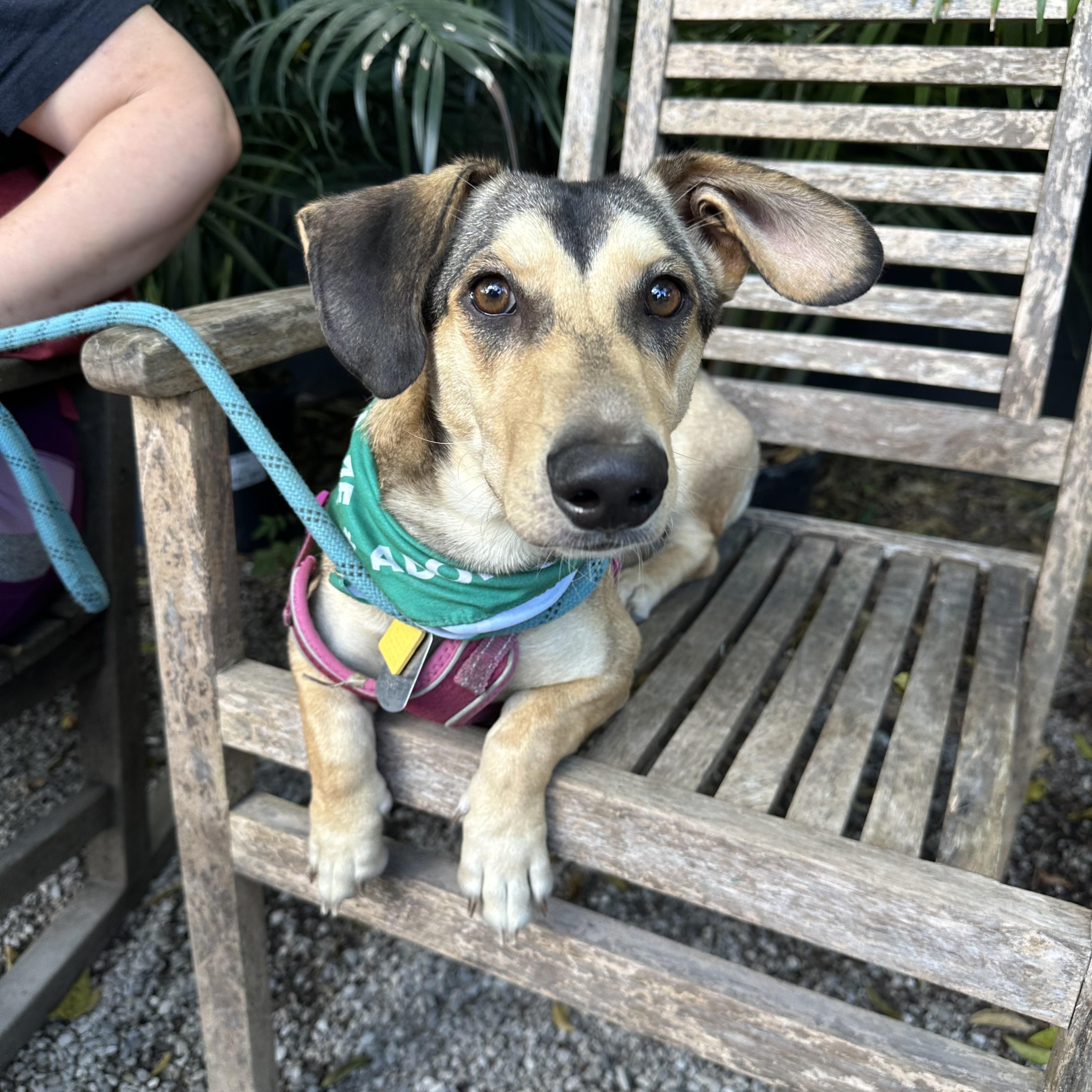 Rodger, Adoptable, Adult Male Dachshund & German Shepherd Dog.