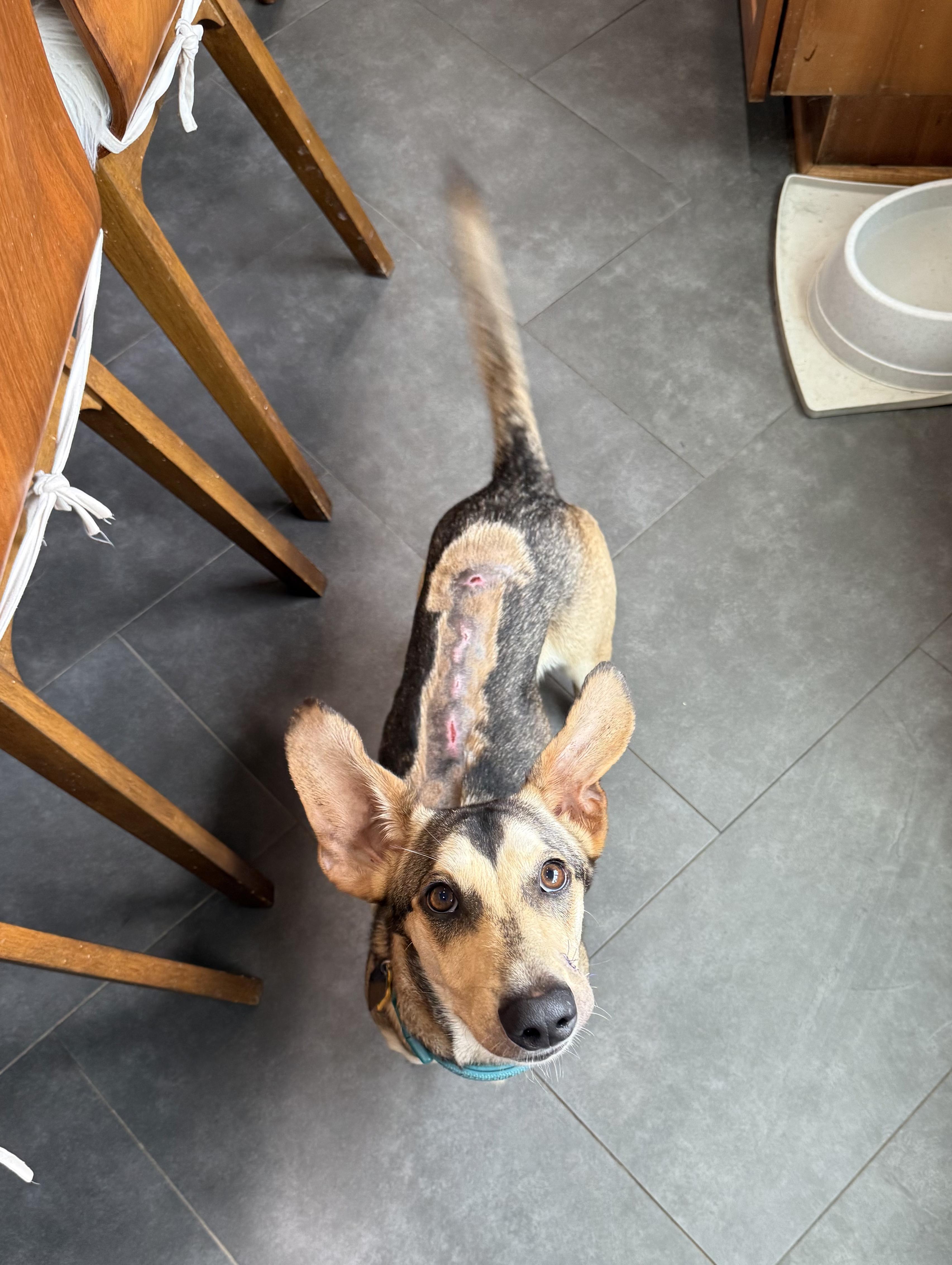 Rodger, a Adoptable mixed breed in New Orleans, LA image 6/6