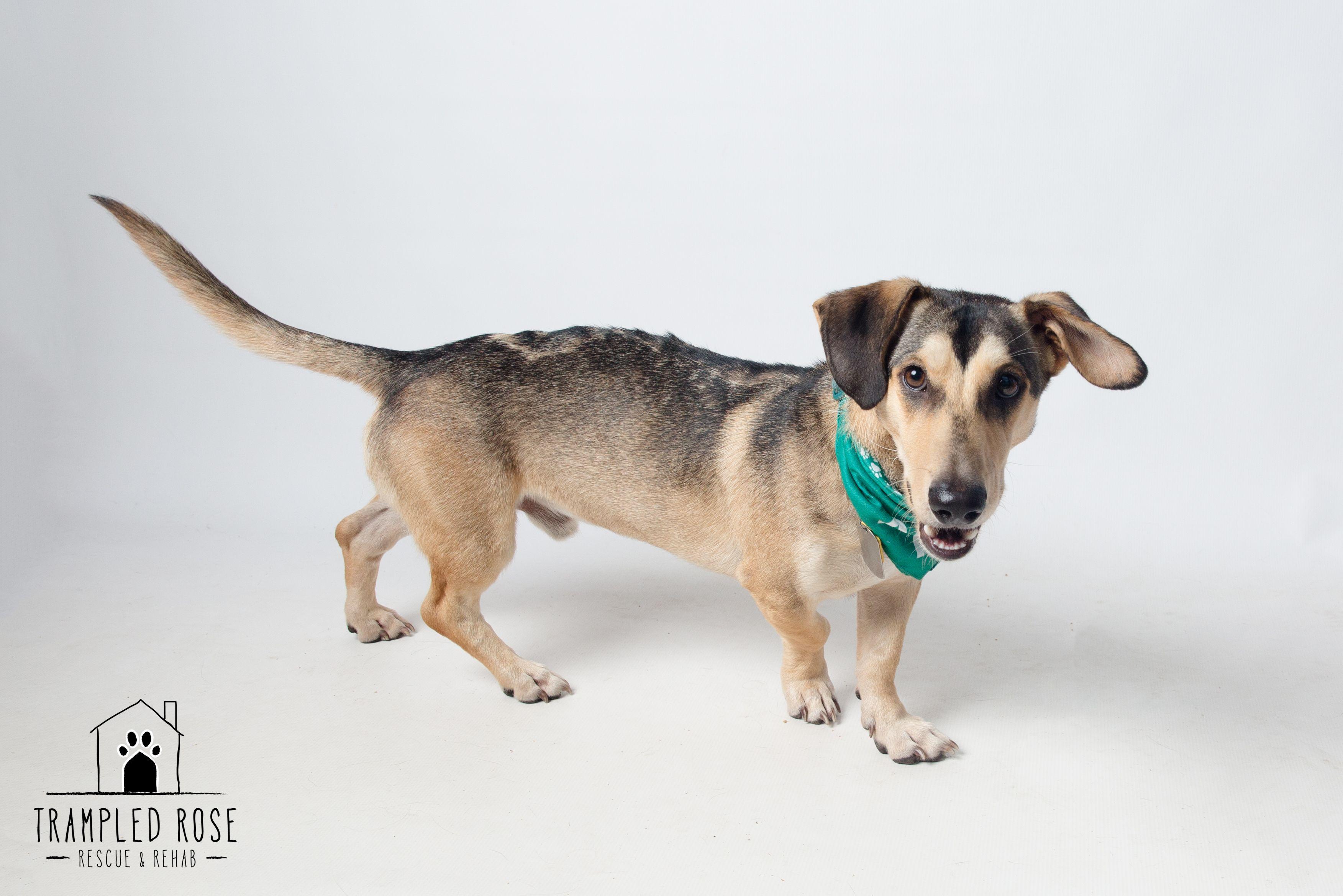 Rodger, a Adoptable mixed breed in New Orleans, LA image 4/6