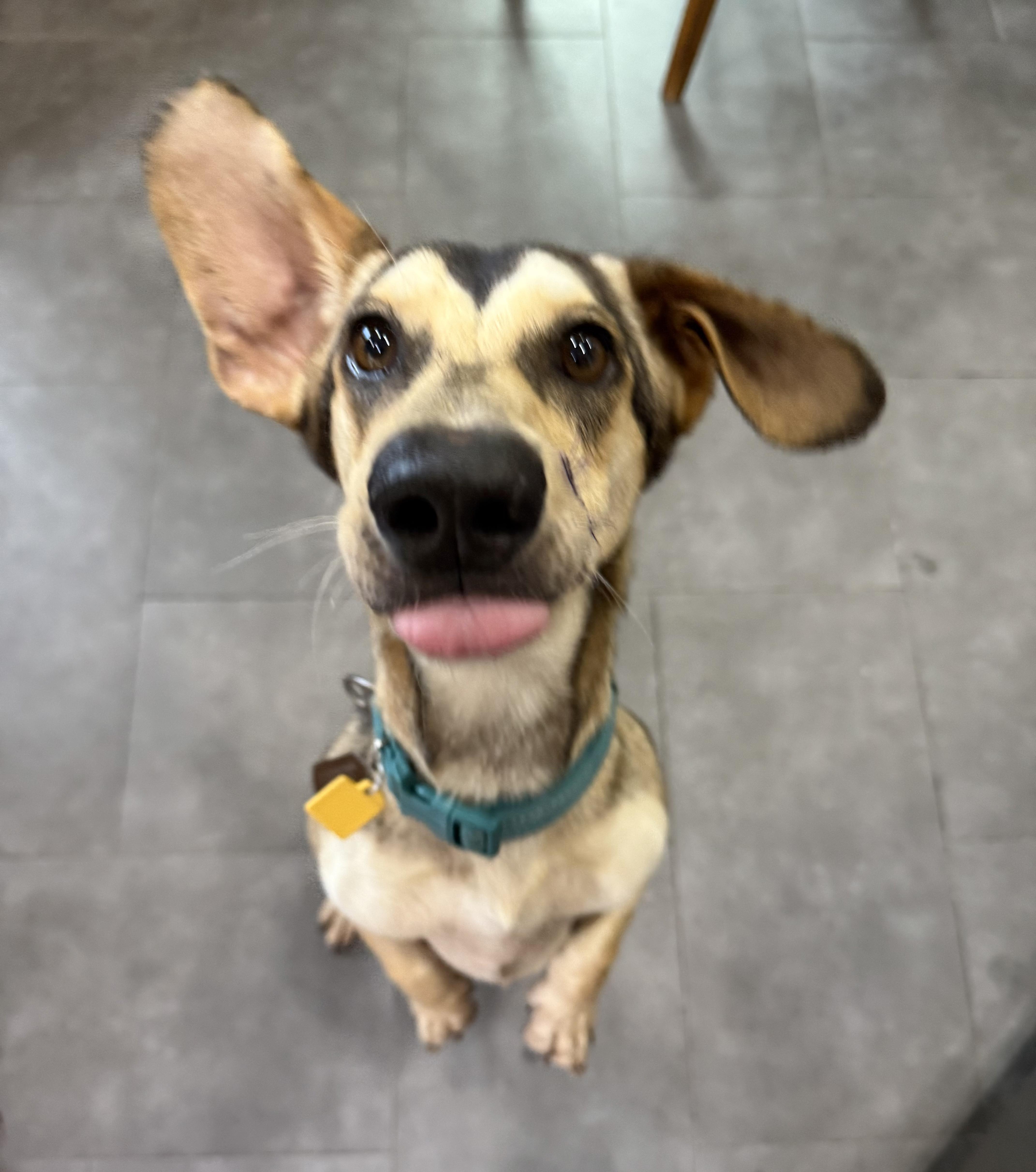 Rodger, a Adoptable mixed breed in New Orleans, LA image 5/6