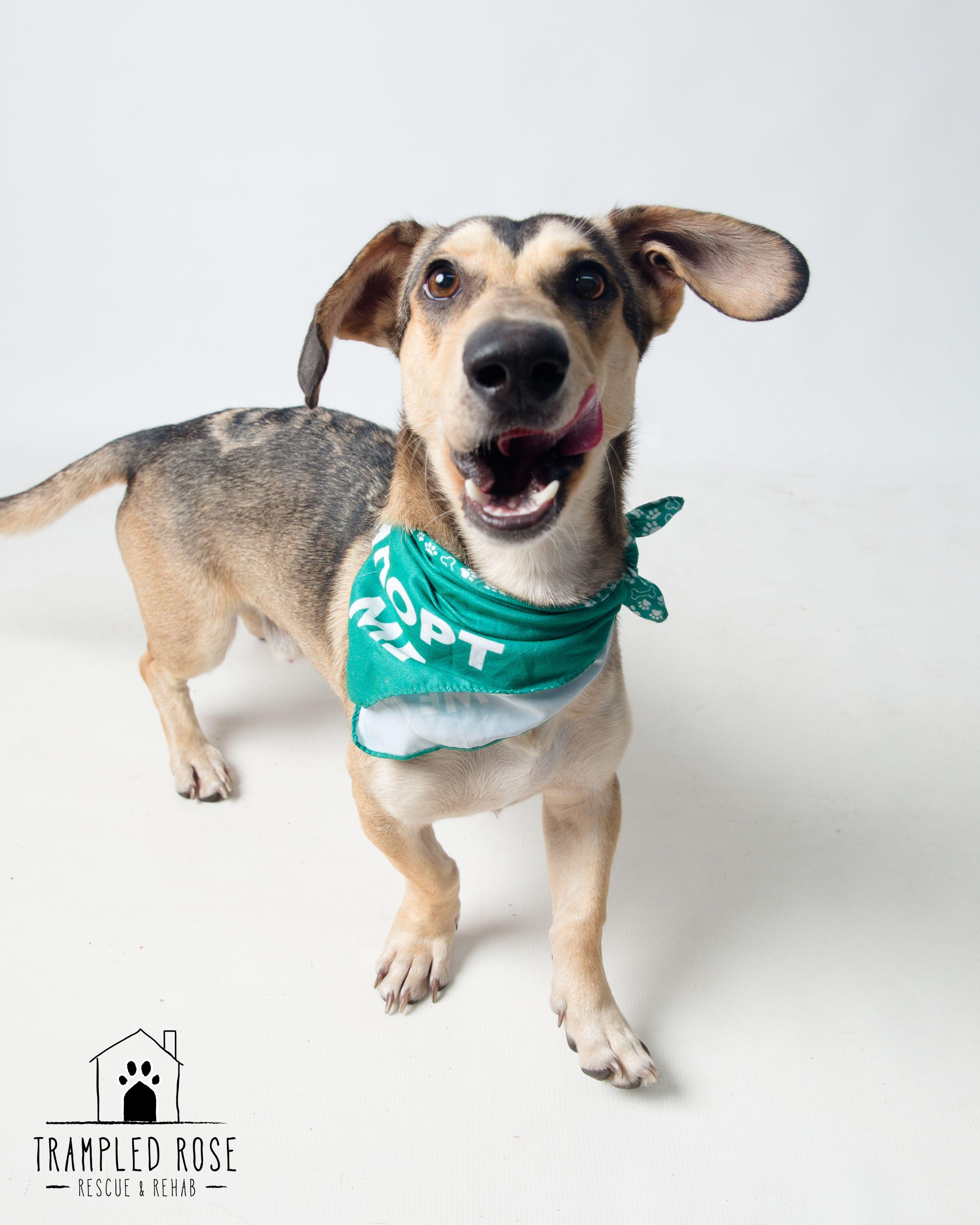 Rodger, a Adoptable mixed breed in New Orleans, LA image 3/6