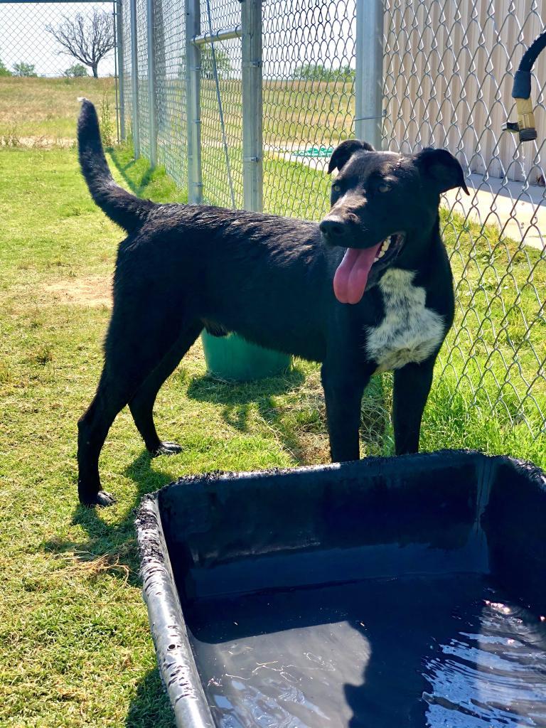 Lonnie, Adoptable, Adult Male Border Collie & Australian Kelpie.