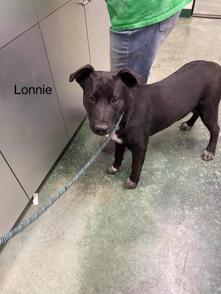 Enlarge Lonnie, a Adoptable mixed breed in Big Spring, TX image 2/2
