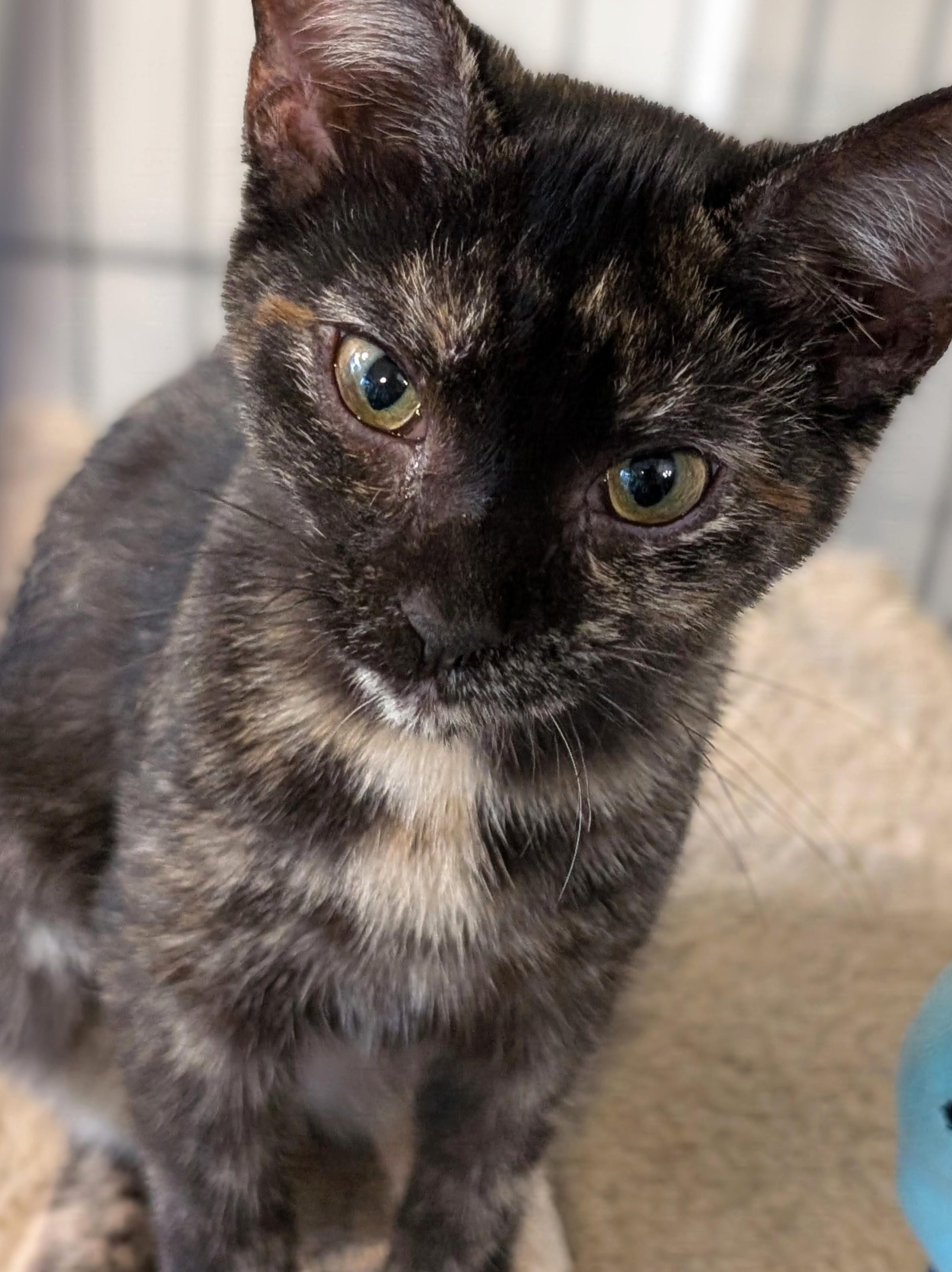Enlarge Liberty, a Adoption Pending Domestic Short Hair in Johnsburg, IL image 2/4