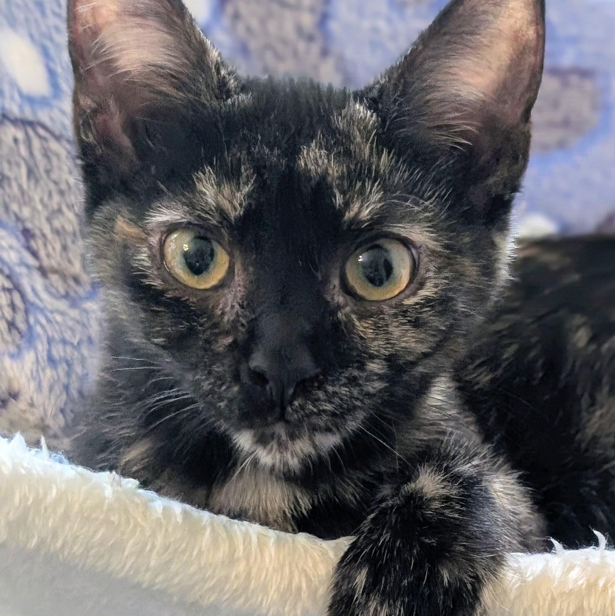 Enlarge Liberty, a Adoption Pending Domestic Short Hair in Johnsburg, IL image 3/4