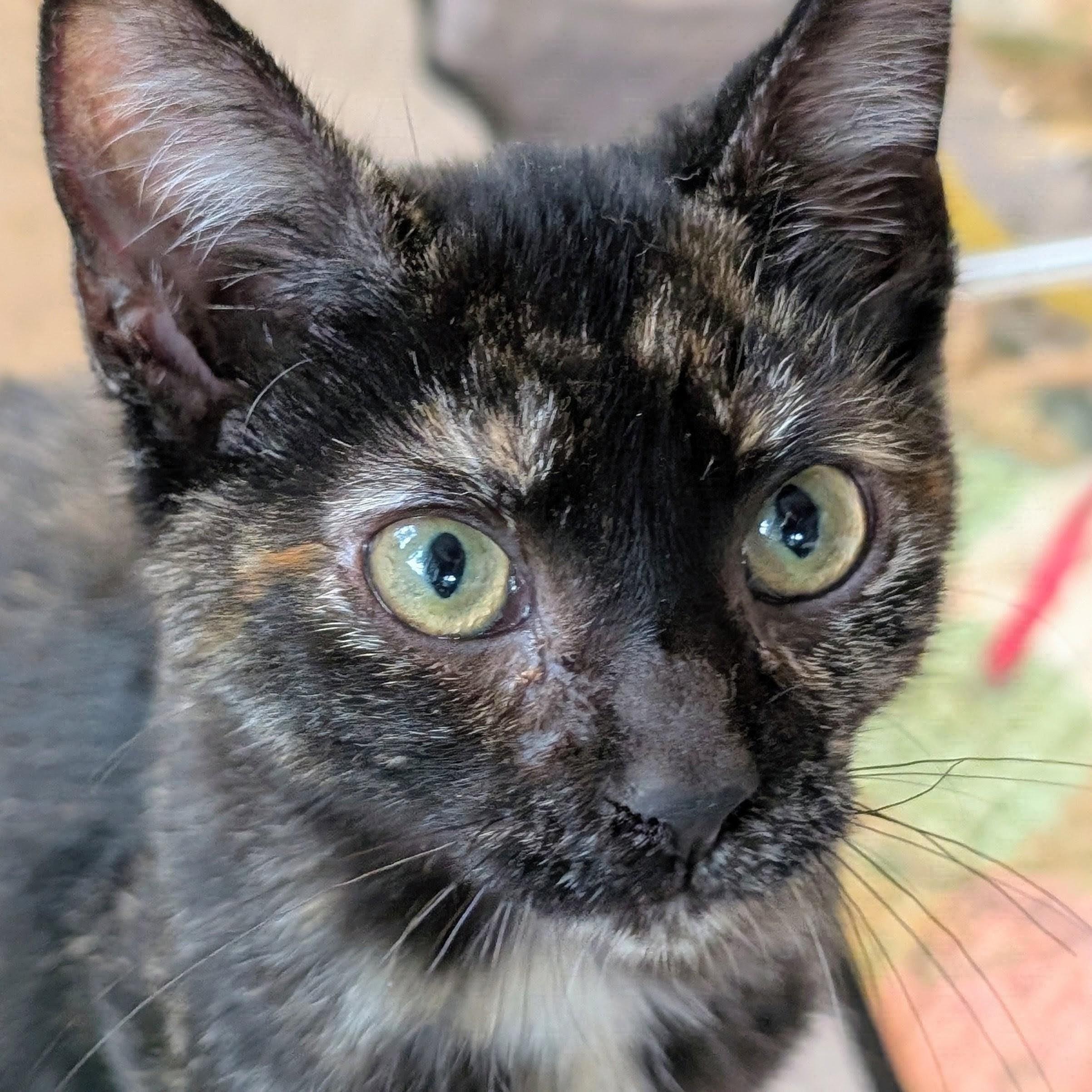 Enlarge Liberty, a Adoption Pending Domestic Short Hair in Johnsburg, IL image 4/4