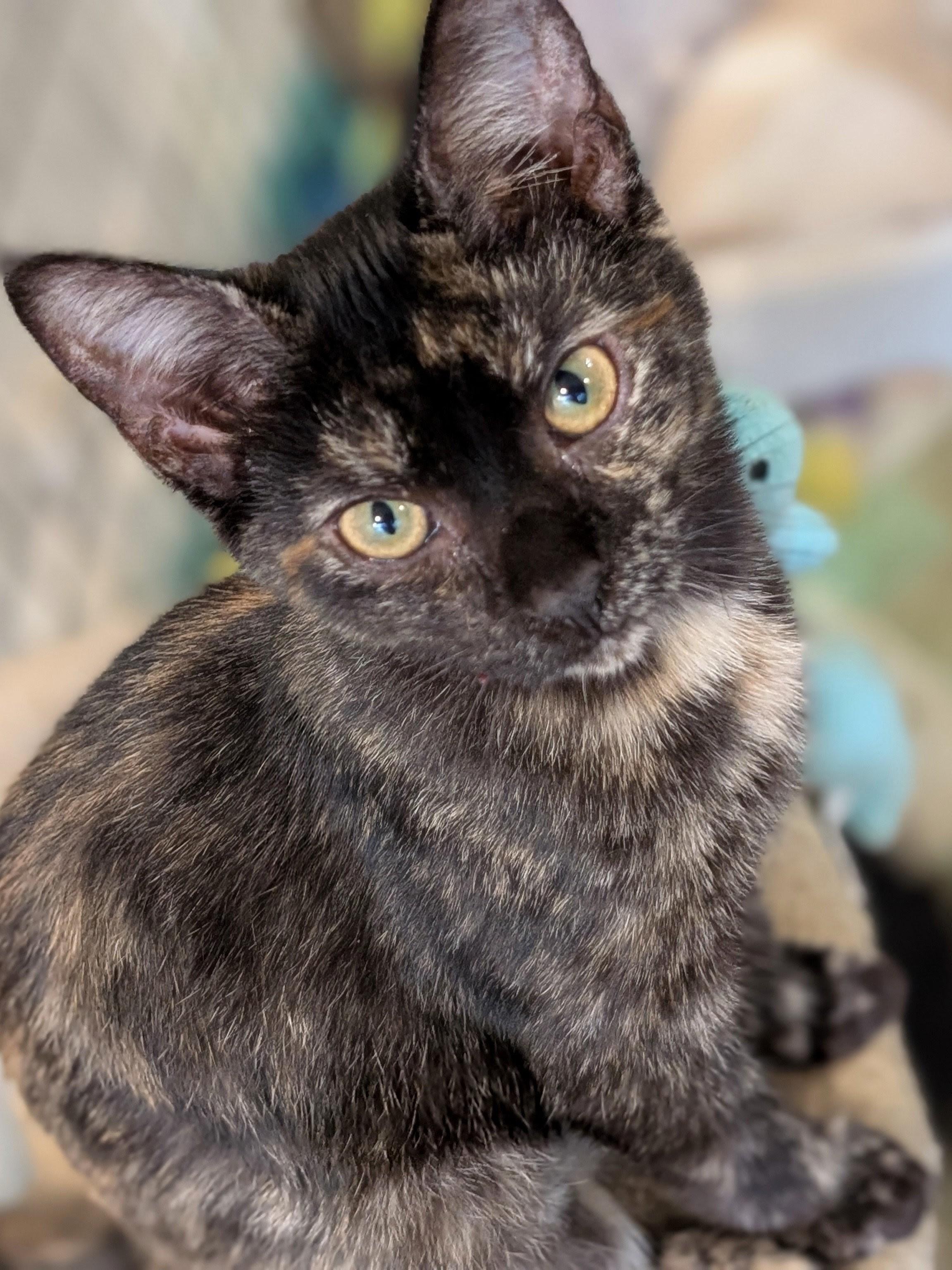 Enlarge Liberty, a Adoption Pending Domestic Short Hair in Johnsburg, IL image 1/4