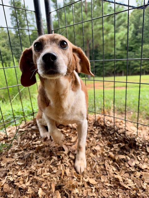 Frieda, Adoptable, Adult Female Beagle.