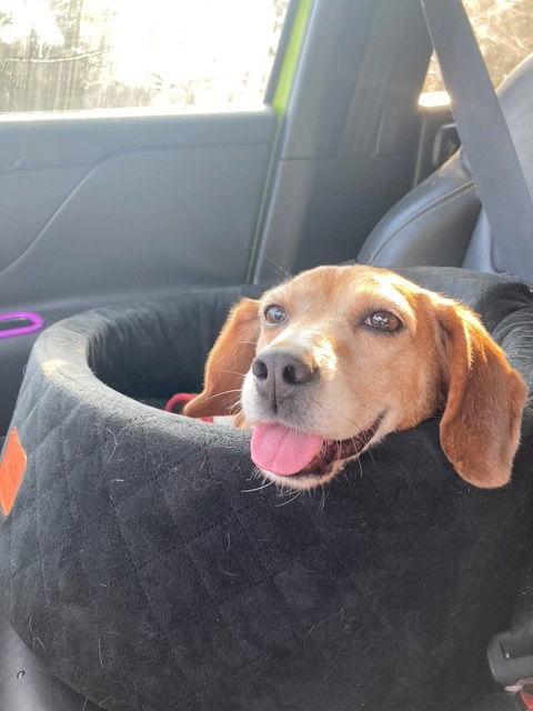 Frieda, a Adoptable Beagle in Chatham, VA image 2/3
