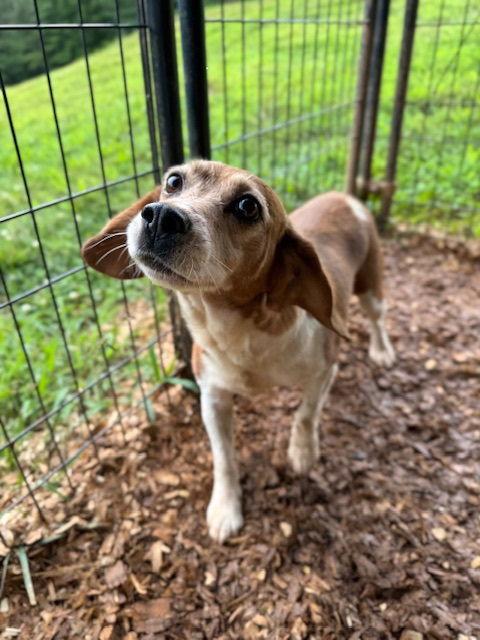 Frieda, a Adoptable Beagle in Chatham, VA image 3/3