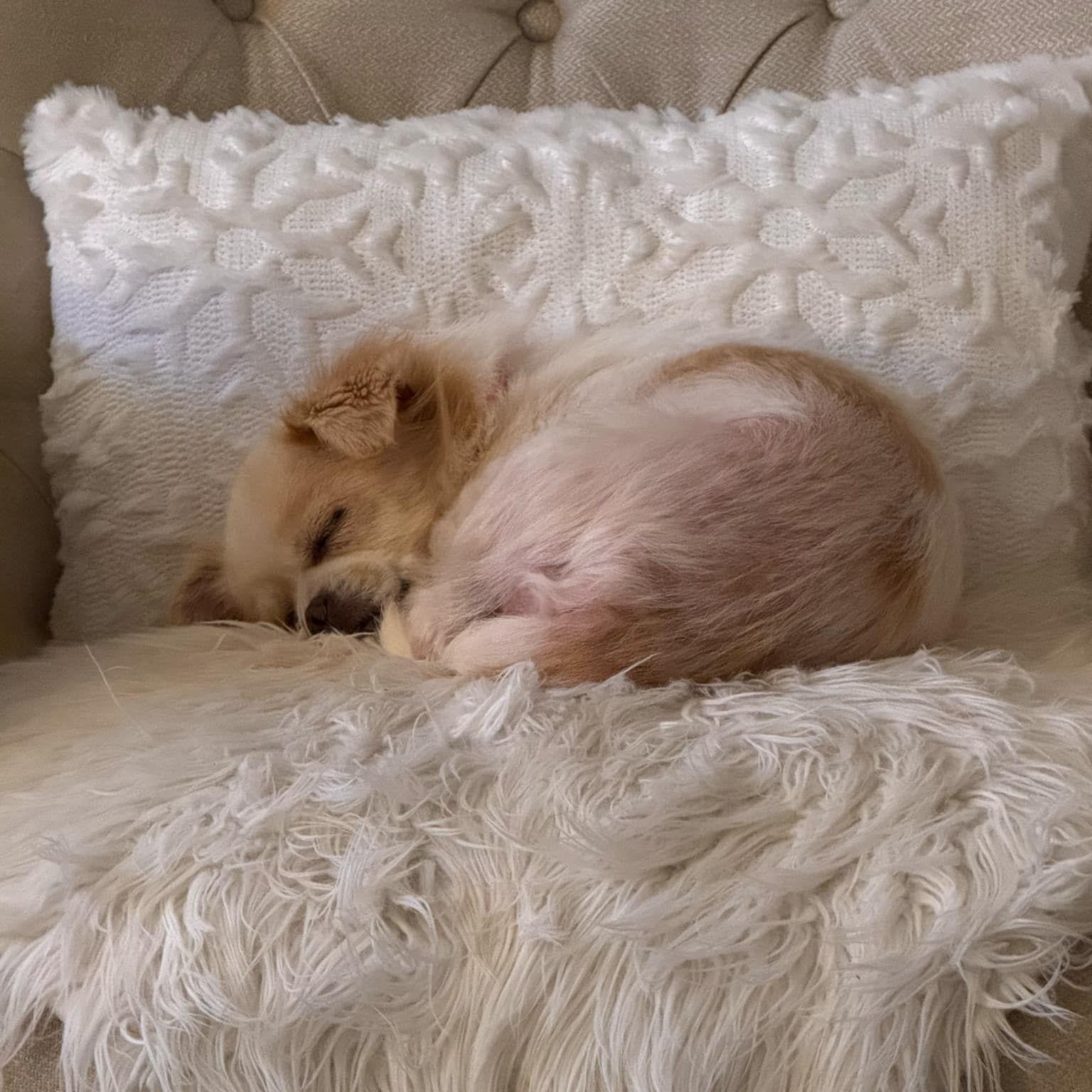 Lady, an adoptable Pekingese in Concord, CA, 94518 | Photo Image 3