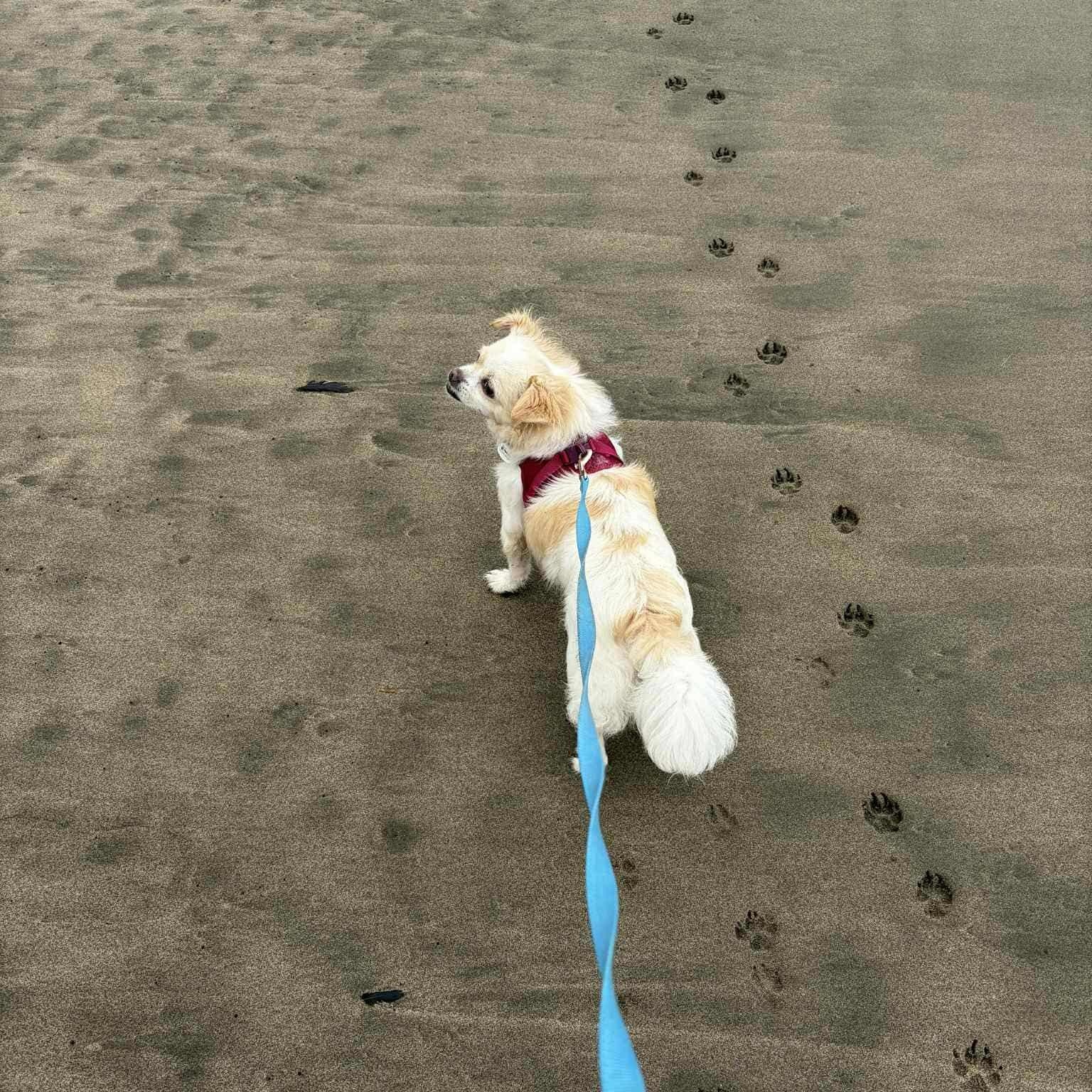 Lady, an adoptable Pekingese in Concord, CA, 94518 | Photo Image 5