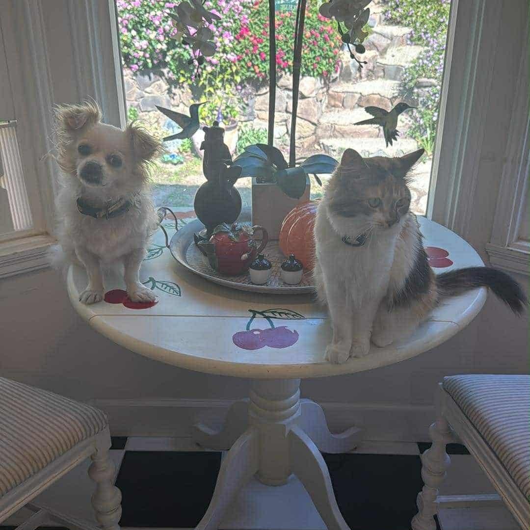 Lady, an adoptable Pekingese in Concord, CA, 94518 | Photo Image 4