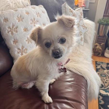 Lady, an adoptable Pekingese in Concord, CA, 94518 | Photo Image 2