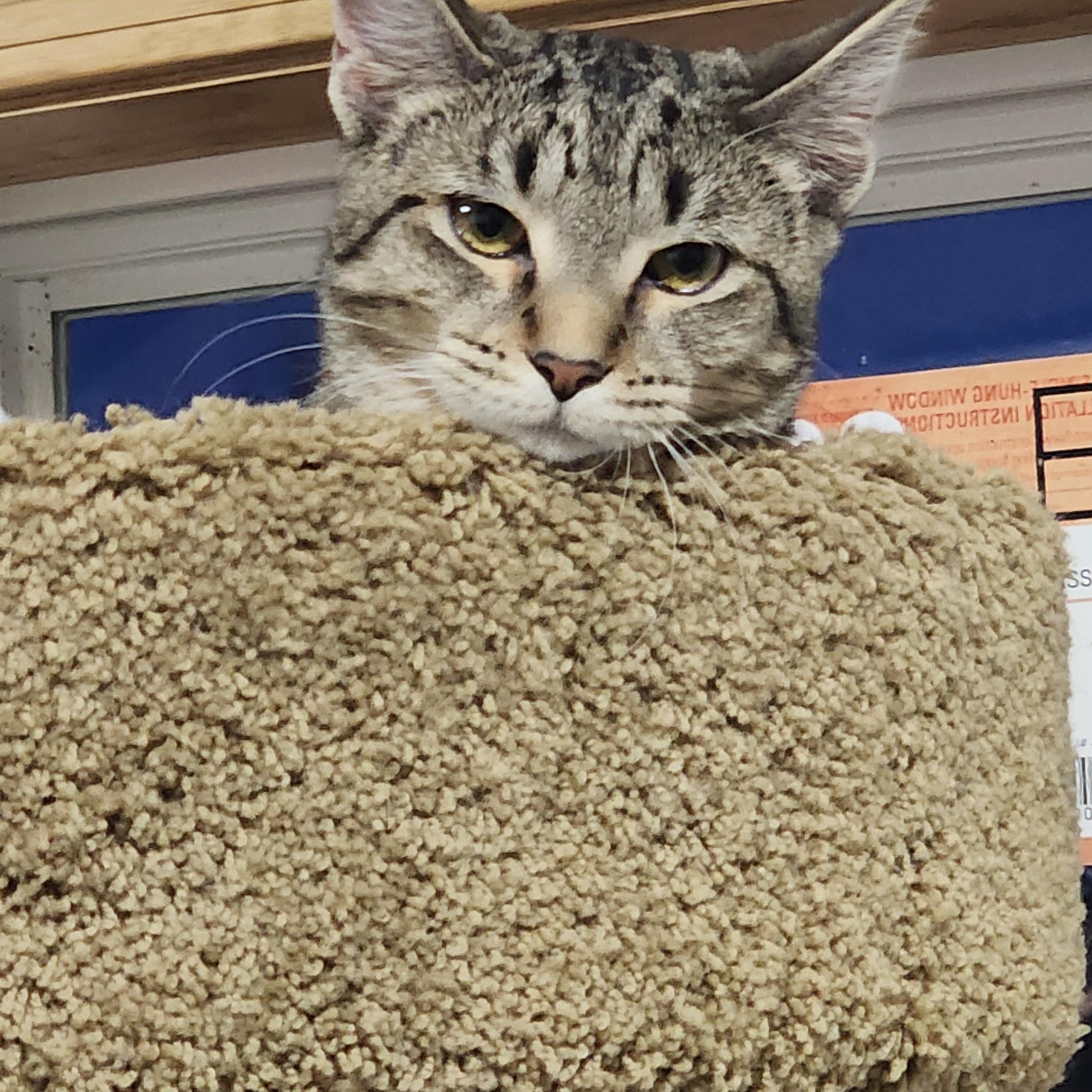 Monica, a ADOPTABLE Domestic Short Hair in EAST LEROY, MI image 4/4