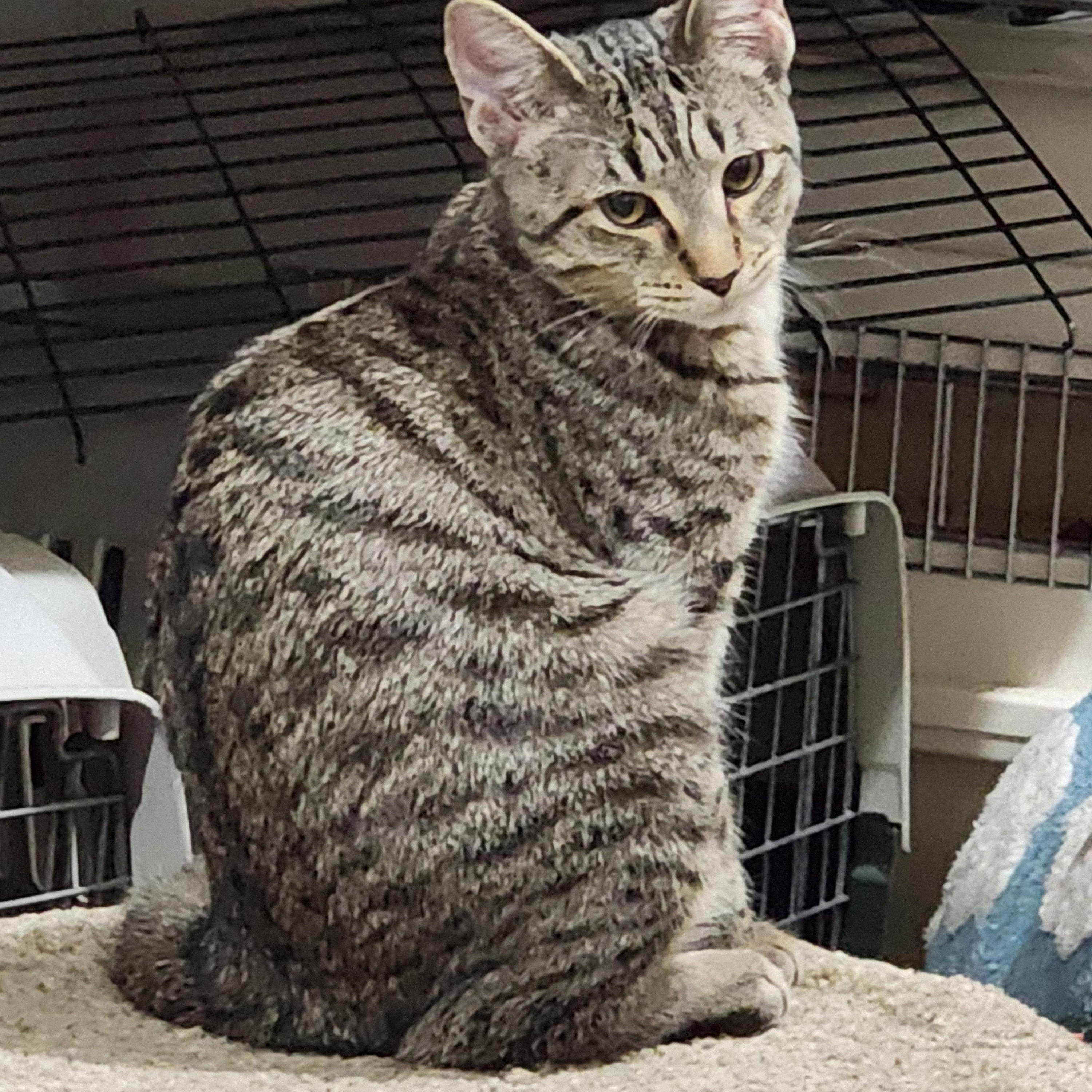 Monica, a ADOPTABLE Domestic Short Hair in EAST LEROY, MI image 2/4