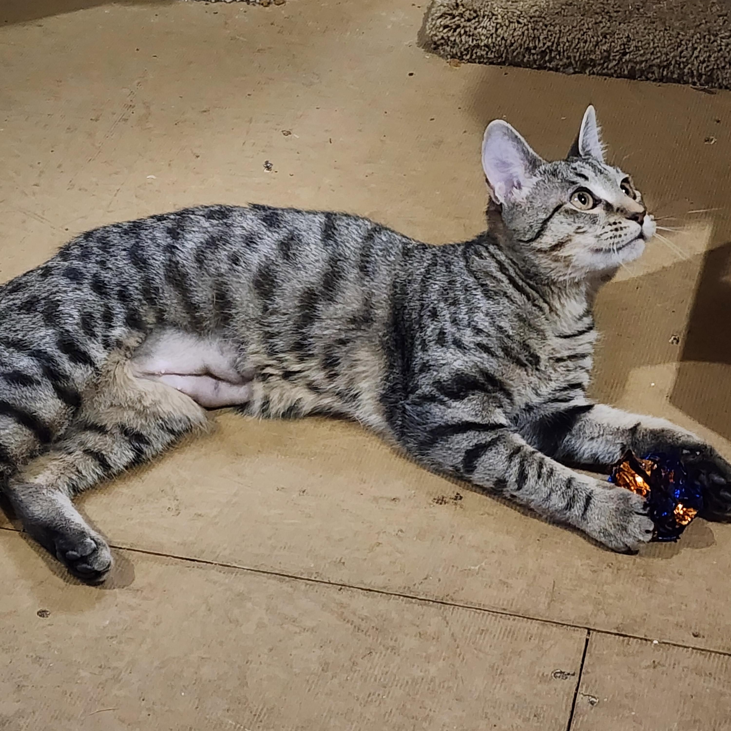 Monica, ADOPTABLE, Young Female Domestic Short Hair.