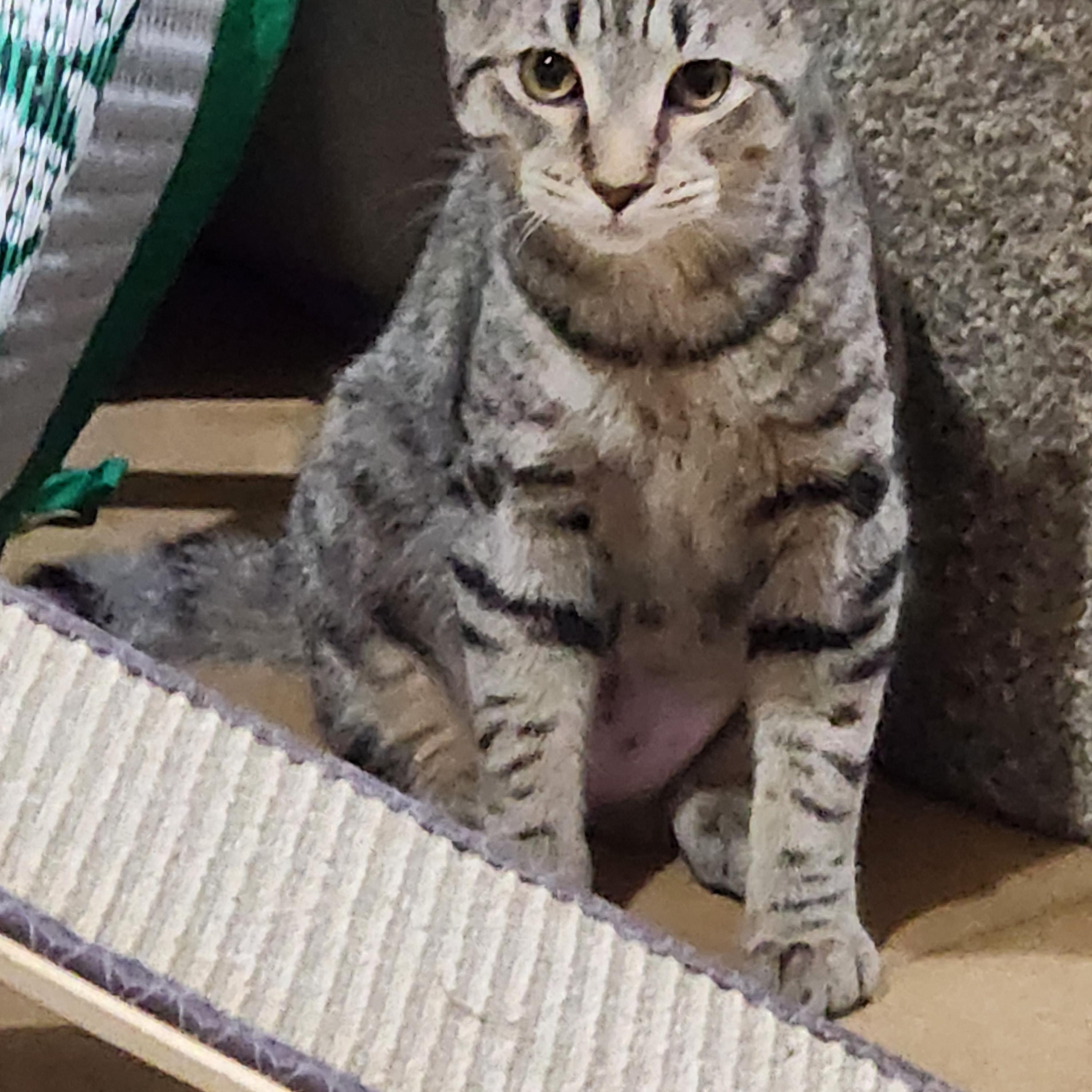 Monica, a ADOPTABLE Domestic Short Hair in EAST LEROY, MI image 3/4