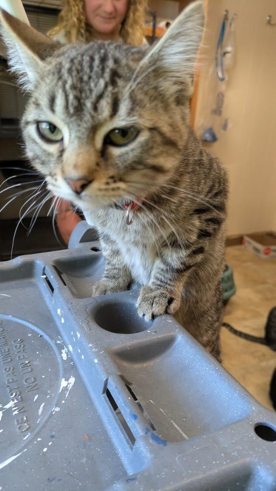 Sprouts, Adoptable, Kitten Female Domestic Short Hair.