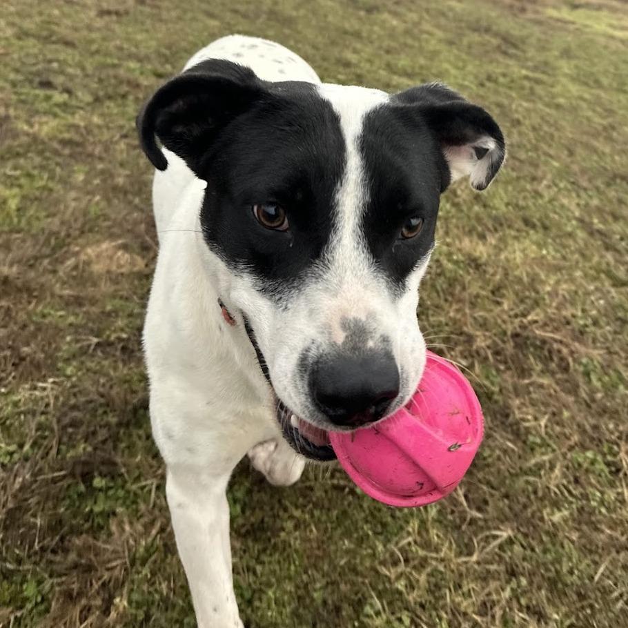Iggy, a Adoptable Labrador Retriever in Nowata, OK image 2/6