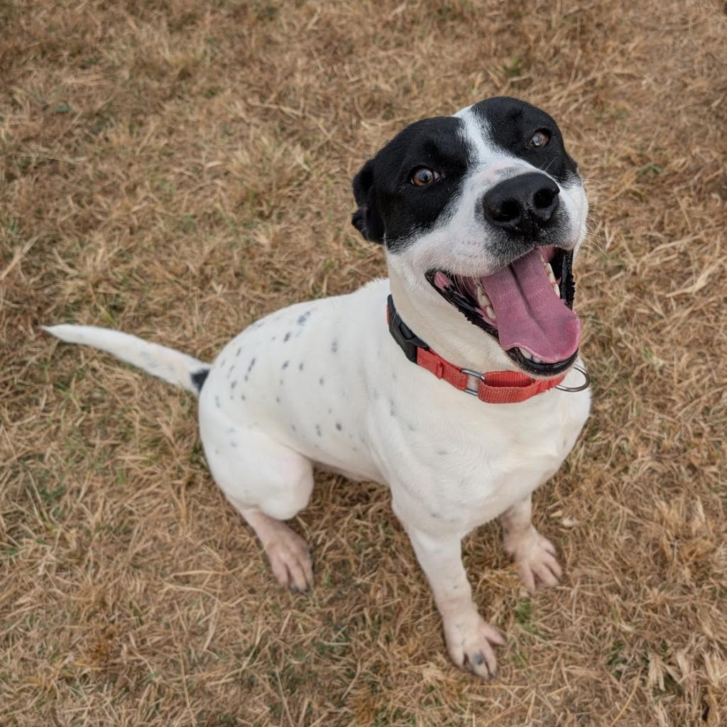 Enlarge Iggy, a Adoptable Labrador Retriever in Nowata, OK image 1/6