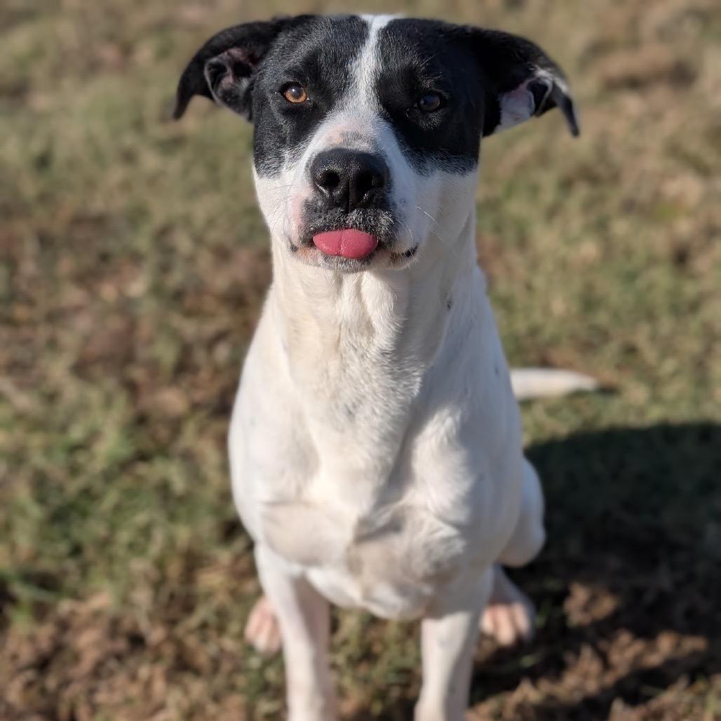 Iggy, a Adoptable Labrador Retriever in Nowata, OK image 3/6
