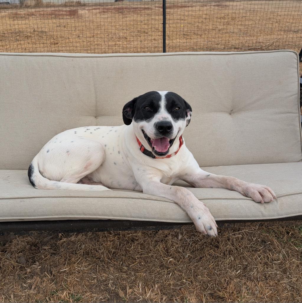 Enlarge Iggy, a Adoptable Labrador Retriever in Nowata, OK image 3/6