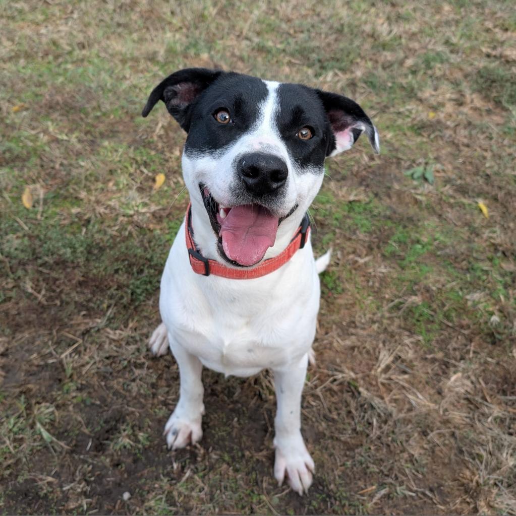 Iggy, a Adoptable Labrador Retriever in Nowata, OK image 4/6