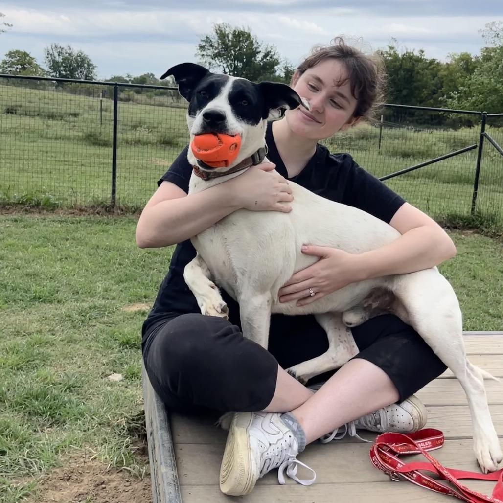 Iggy, a Adoptable Labrador Retriever in Nowata, OK image 5/6