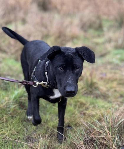 Duke, Adoptable, Puppy Male Labrador Retriever & Mixed Breed.