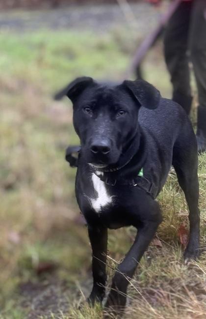 Duke, a Adoptable mixed breed in Burlington, WA image 2/2