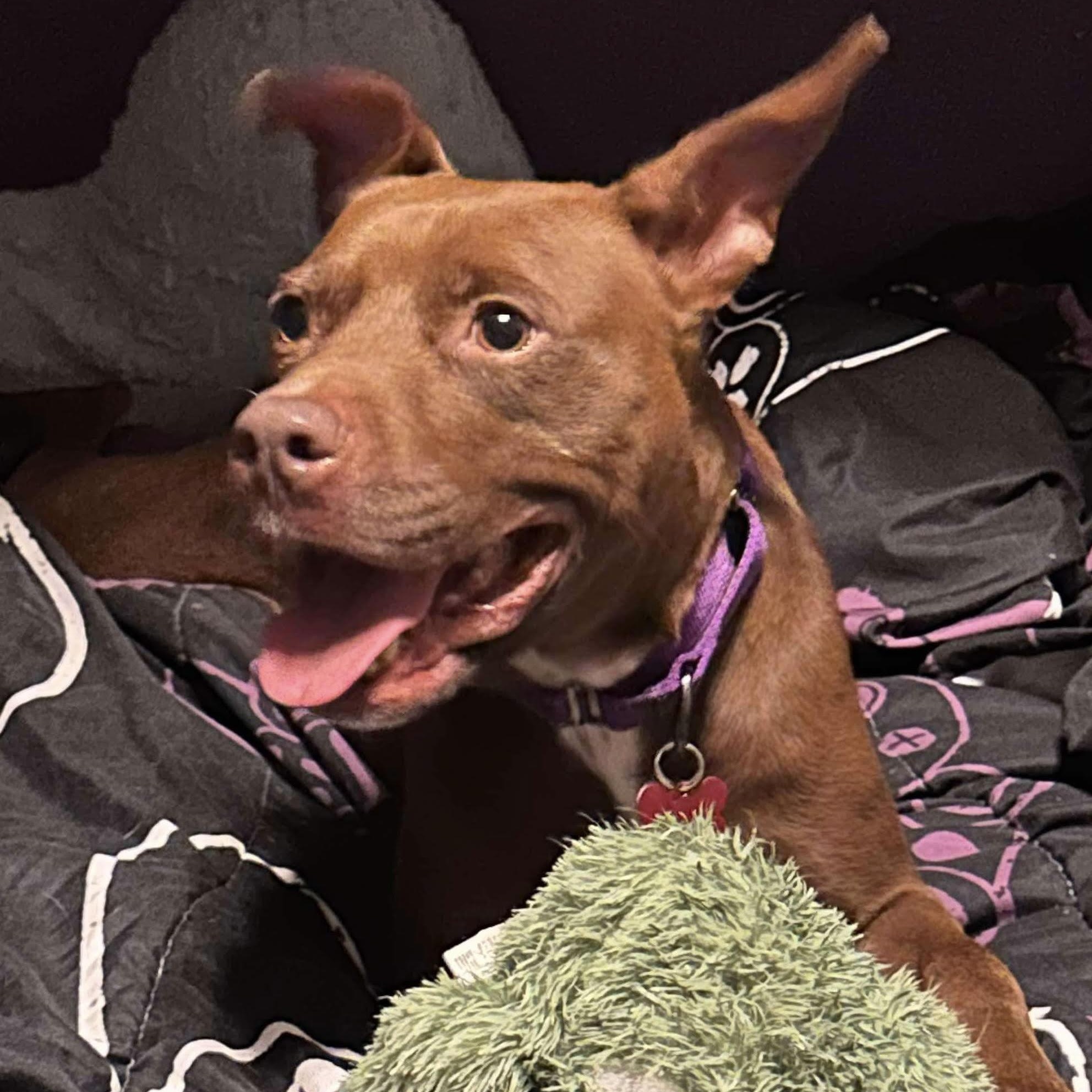 PENNY, Adoptable, Adult Female Pit Bull Terrier.