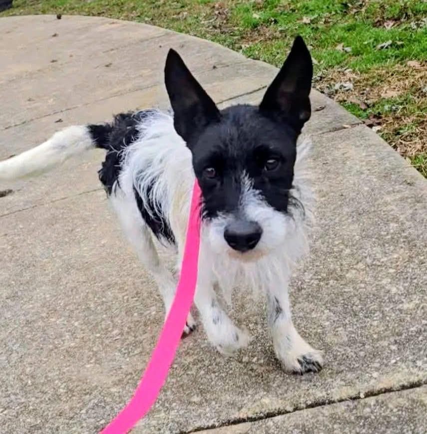 Tiny Tim, adopted, Young Male Wirehaired Terrier.