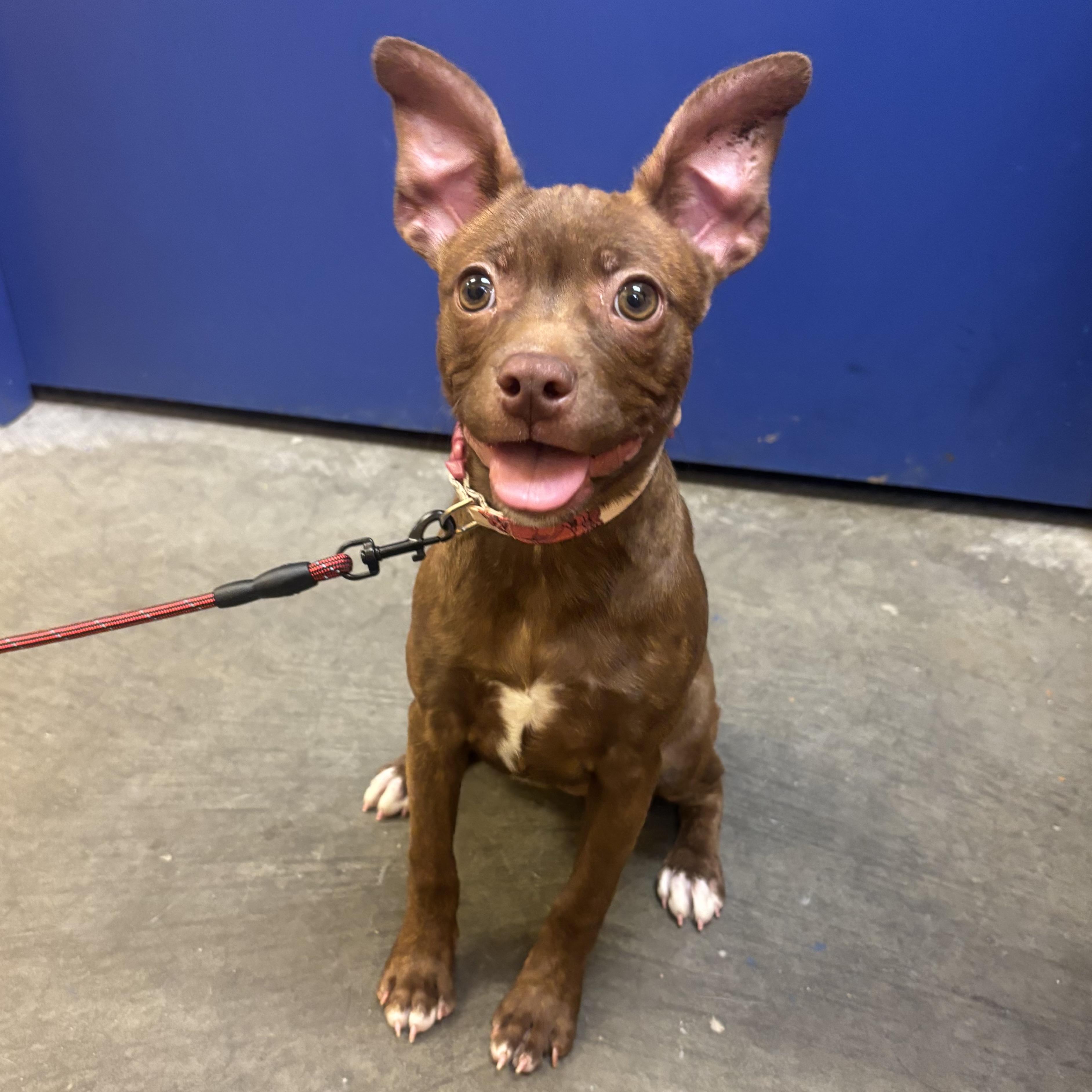 Suzie, an adopted Mixed Breed in Waynesburg, PA image 2/6