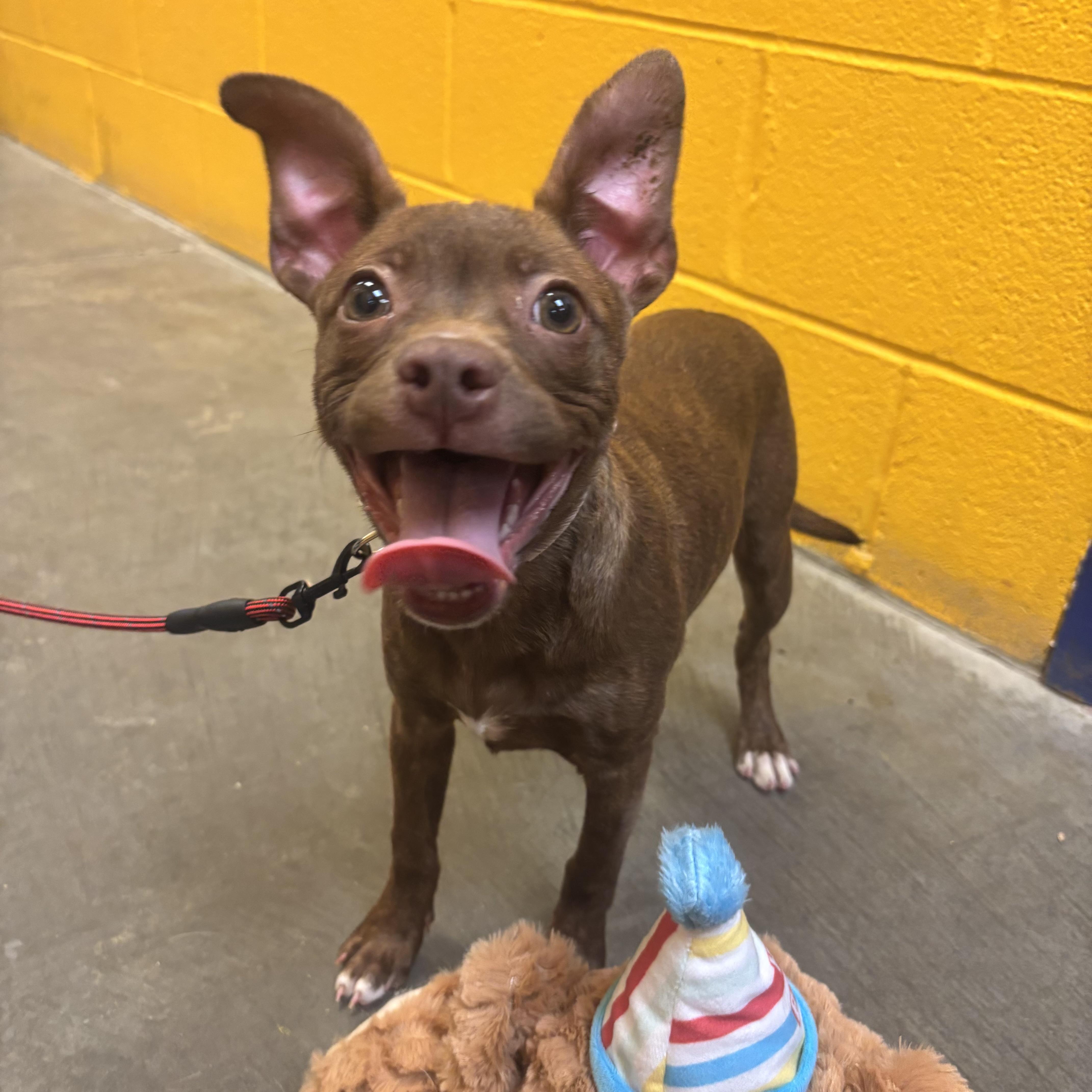 Suzie, an adopted Mixed Breed in Waynesburg, PA image 4/6