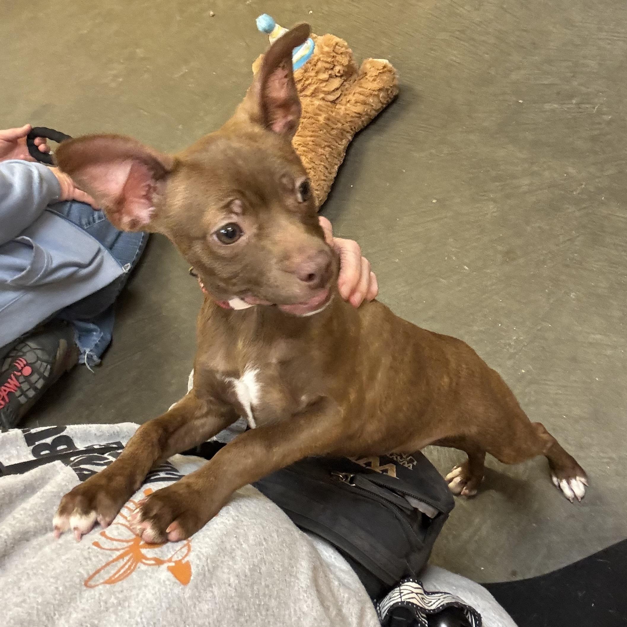 Suzie, an adopted Mixed Breed in Waynesburg, PA image 3/6