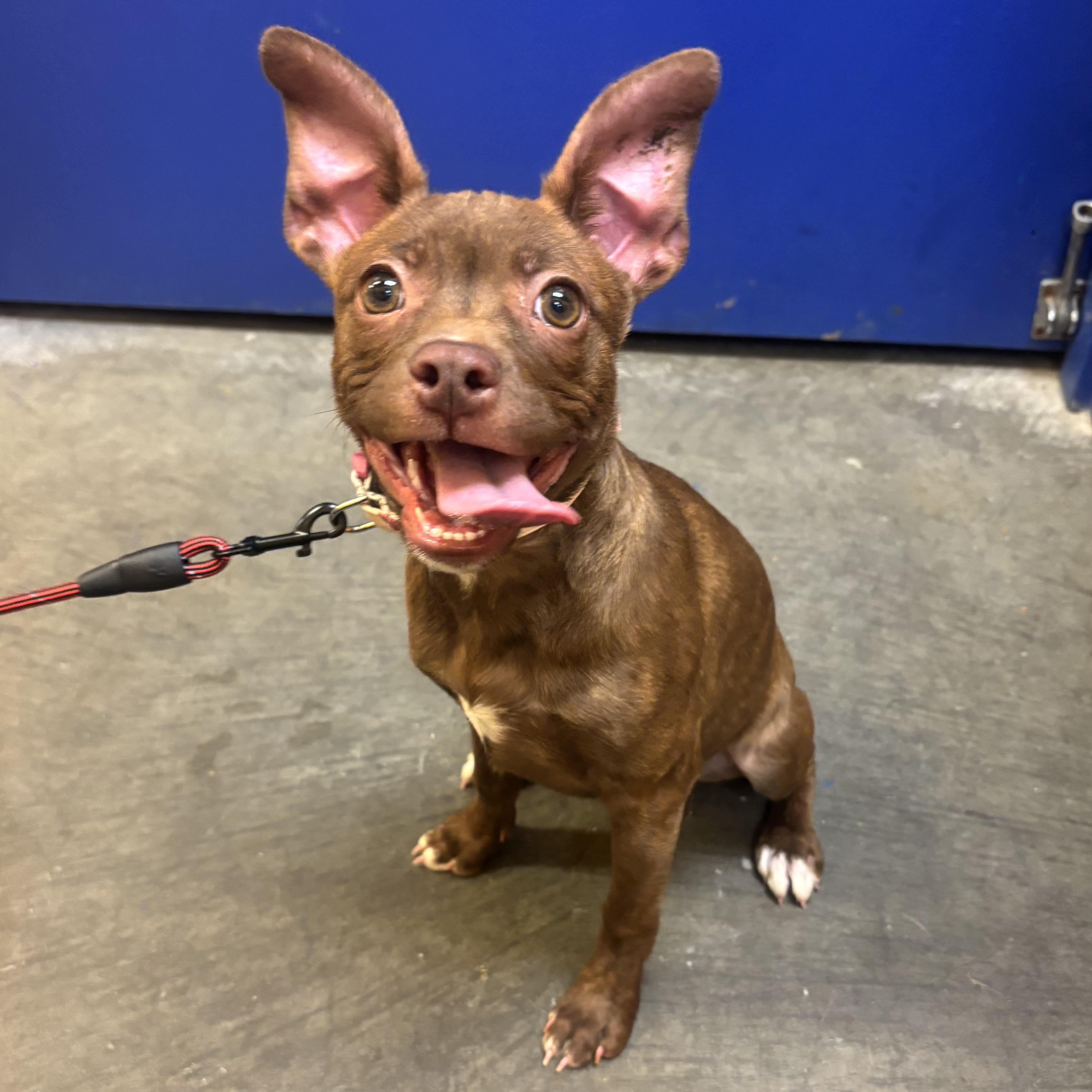 Suzie, an adopted Mixed Breed in Waynesburg, PA image 1/6